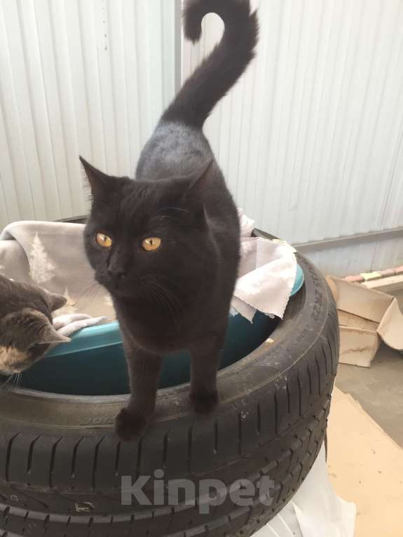 Кошки в Краснодаре: Кошечка в добрые руки Девочка, Бесплатно - фото 2