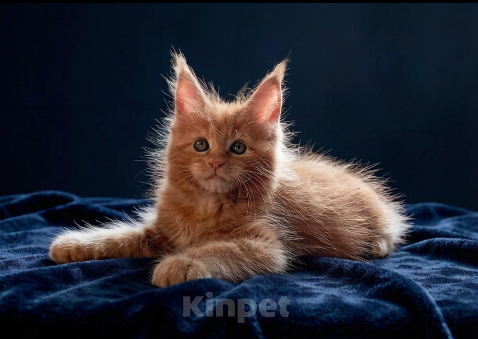 Кошки в Санкт-Петербурге: Котята Мейн Кун Мальчик, 10 000 руб. - фото 1