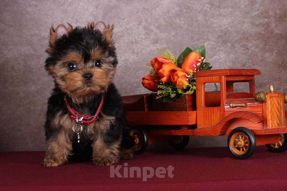 Собаки в Москве: Йоркширский курносый  красавчик Ярослав  РКФ Мальчик, 45 000 руб. - фото 7