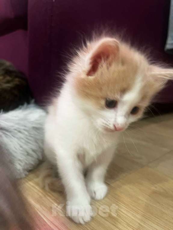 Кошки в Москве: Котенок даром в добрые руки. Девочка, Бесплатно - фото 2