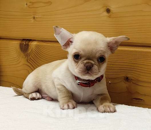 Собаки в Москве: Чихуахуа. Мальчик №1 Мальчик, 50 000 руб. - фото 1