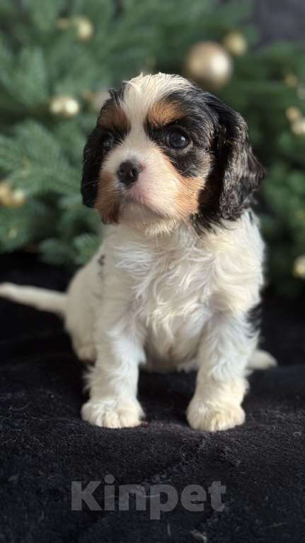 Собаки в Москве: Кавалер Кинг Чарльз спаниель мальчик и девочка Мальчик, 50 000 руб. - фото 2