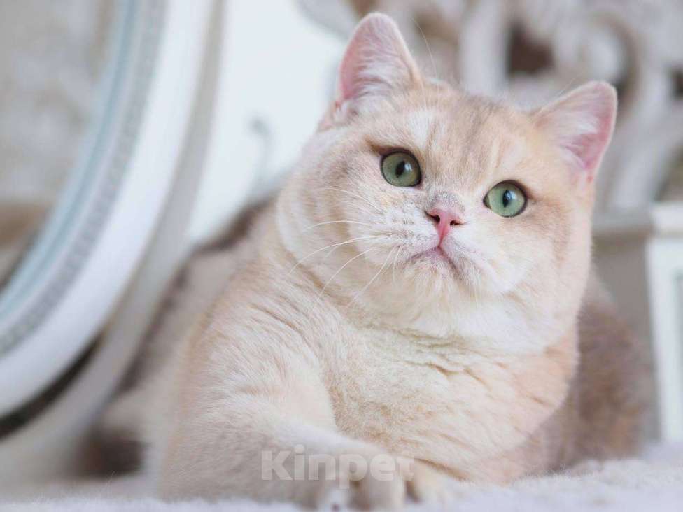 Кошки в Москве: Британский котенок Гром Мальчик, 100 000 руб. - фото 1
