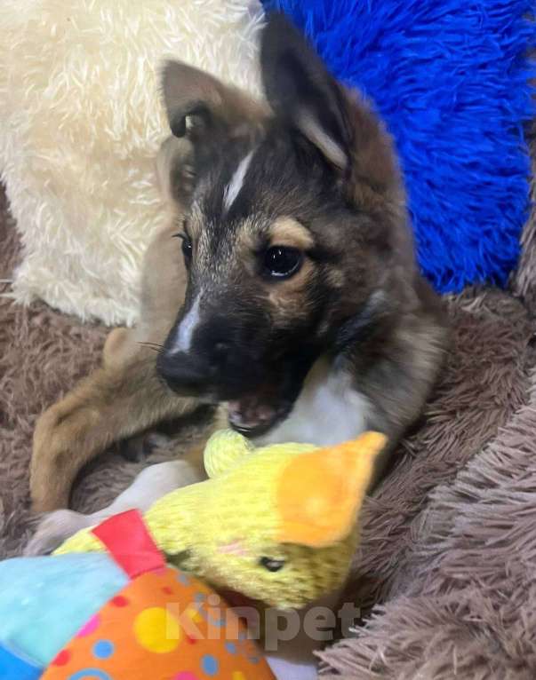 Собаки в других городах Московской области: Месси якутенок из ппбж Мальчик, Бесплатно - фото 7