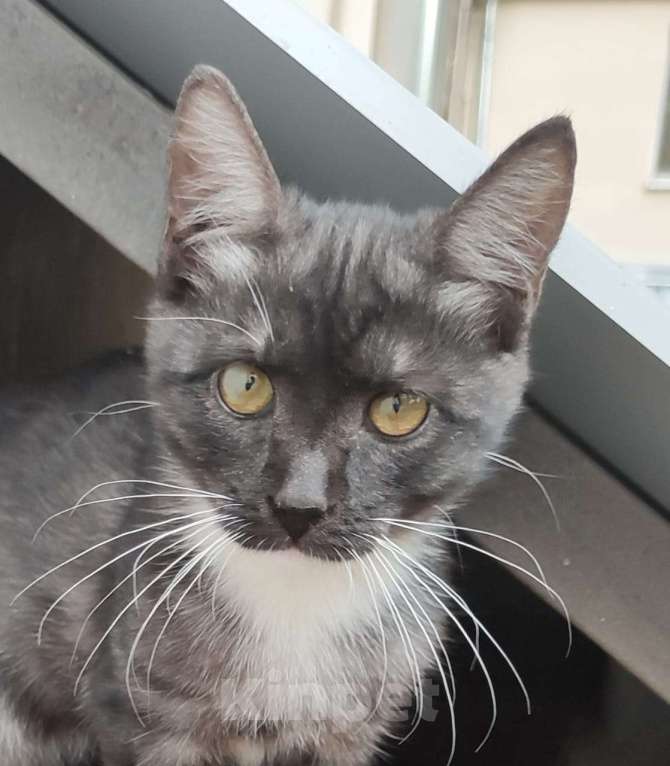 Кошки в Москве: Зайка Мальчик, Бесплатно - фото 1