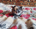 Кошки в других городах Тульской области: Продаю котят Девочка, Бесплатно - фото 2