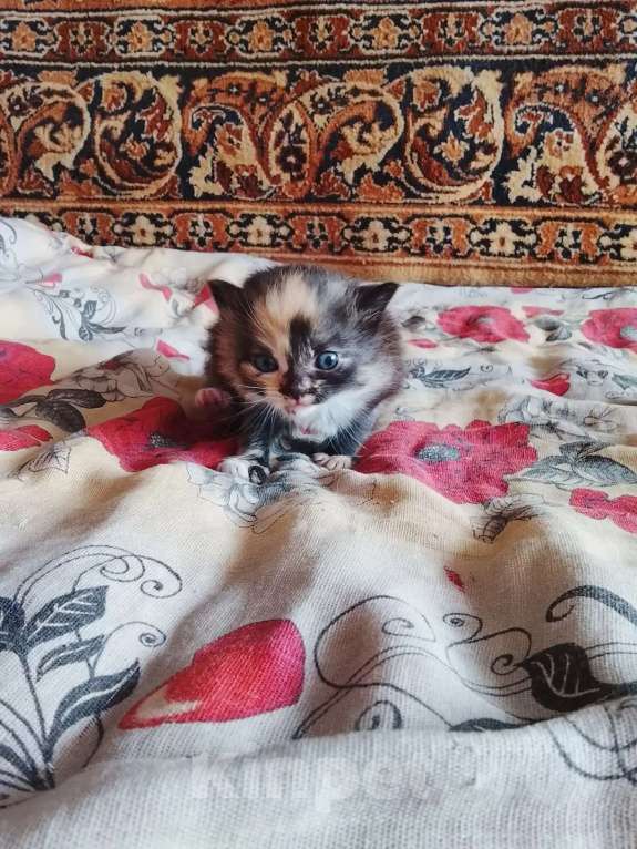 Кошки в других городах Тульской области: Продаю котят Девочка, Бесплатно - фото 2