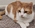 Кошки в Москве: Найдись, хозяин для ласковой Алиски Девочка, Бесплатно - фото 4