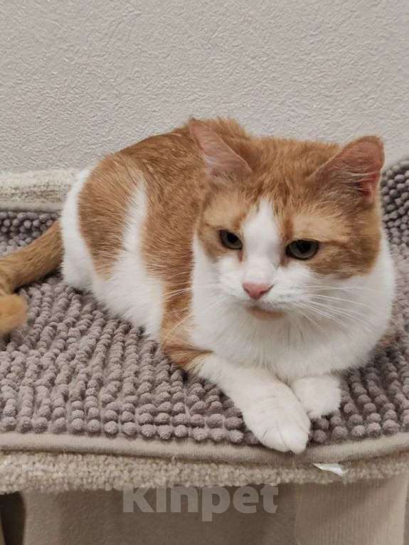 Кошки в Москве: Найдись, хозяин для ласковой Алиски Девочка, Бесплатно - фото 4