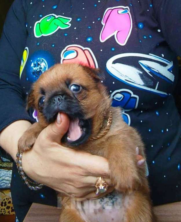 Собаки в Москве: Клубная девочка малый брабансон Девочка, 65 000 руб. - фото 3