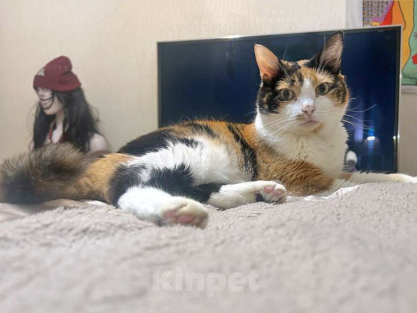 Кошки в Москве: Ямайка ищет дом. Спокойный, надёжный и любящий Девочка, 10 руб. - фото 3