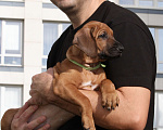 Собаки в Москве: Щенок родезийского риджбека  Девочка, Бесплатно - фото 2