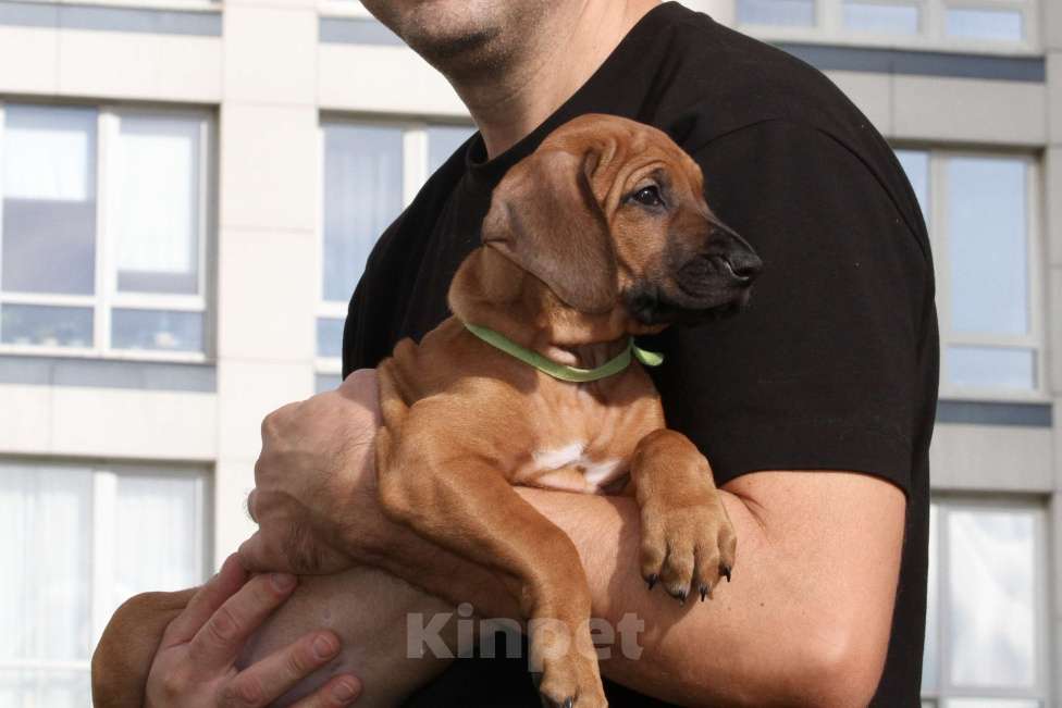 Собаки в Москве: Щенок родезийского риджбека  Девочка, Бесплатно - фото 2