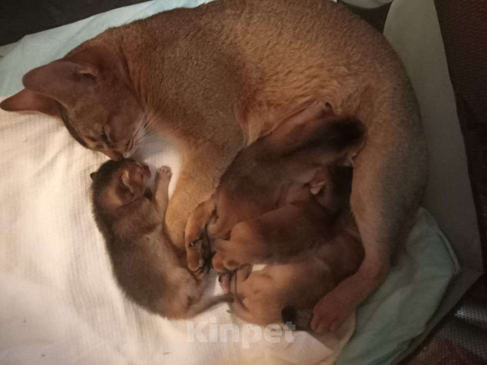 Кошки в Новосибирске: Готовятся к продаже чистокровные абиссинские мальчики Мальчик, 1 руб. - фото 4