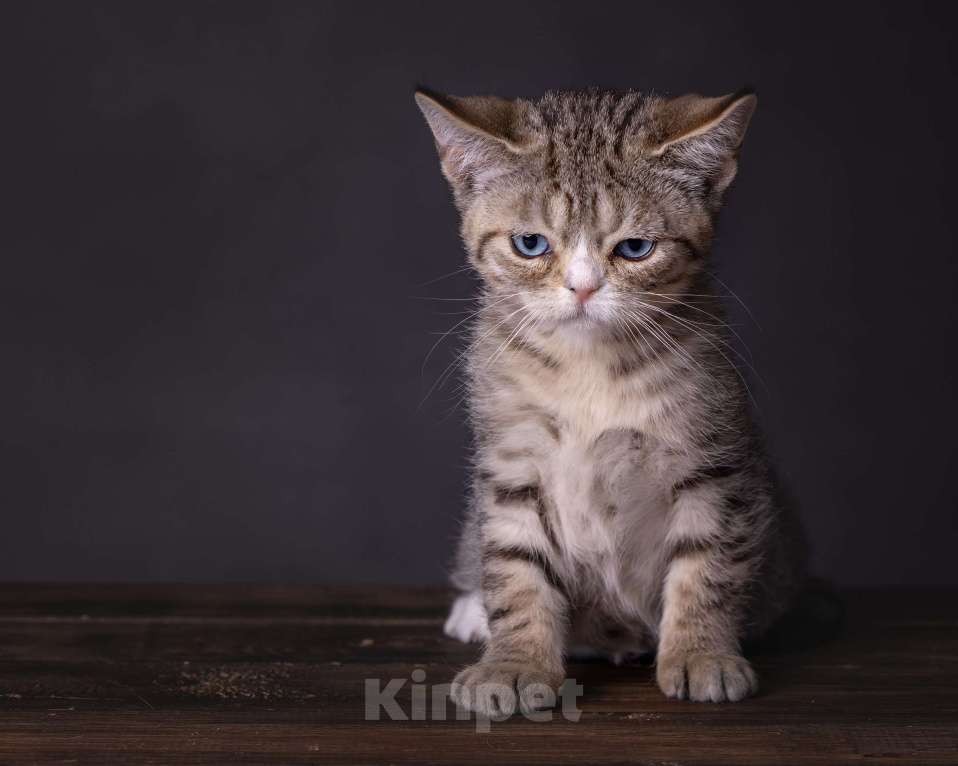 Кошки в Хабаровске: Девочка Девон-рекс дгг Девочка, 100 000 руб. - фото 5