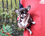 Собаки в Москве: 👍🤎МИНИ малыш чихуахуа Мальчик, 100 000 руб. - фото 5