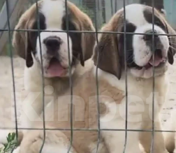 Собаки в Москве: Сенбернар Мальчик, 60 000 руб. - фото 1