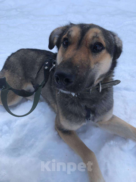 Собаки в Москве: Все детство в клетке... Девочка, Бесплатно - фото 4