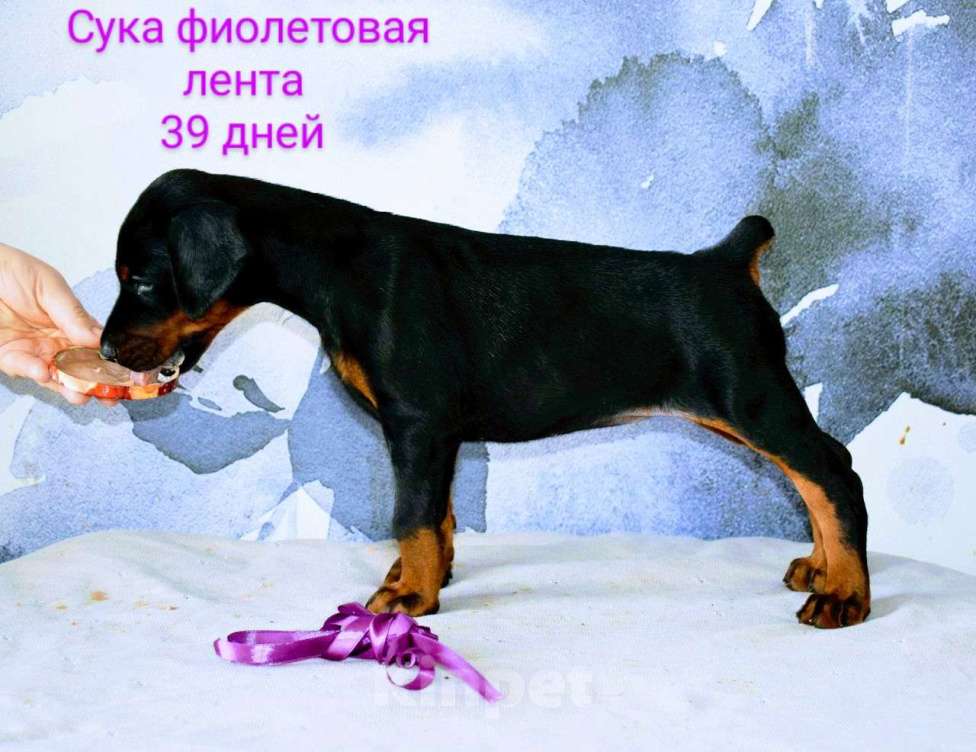 Собаки в Воронеже: Скарлетт 💜 Девочка, 100 000 руб. - фото 1