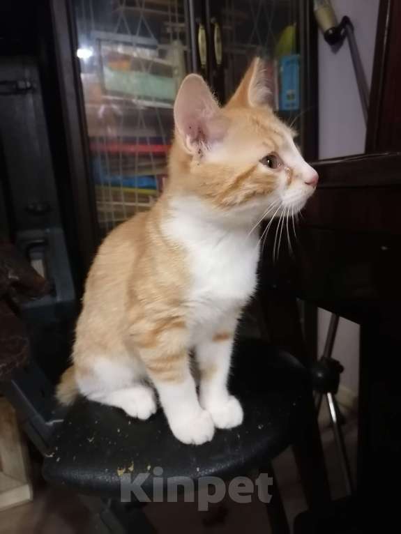 Кошки в Томске: Забавный рыжик Мальчик, 10 руб. - фото 2