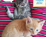 Кошки в Егорьевске: Замечательному котенку-котику очень нужен дом Мальчик, Бесплатно - фото 7