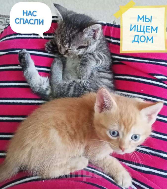 Кошки в Егорьевске: Замечательному котенку-котику очень нужен дом Мальчик, Бесплатно - фото 7
