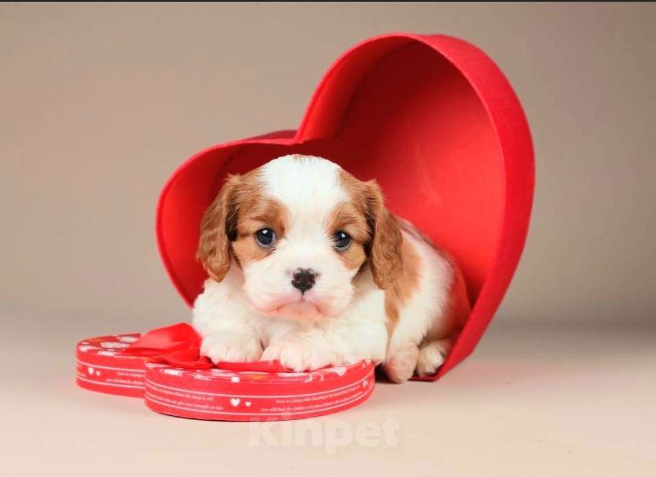 Собаки в Санкт-Петербурге: Щенок Кавалер Кинг Чарльз спаниель, кобель Мальчик, 81 000 руб. - фото 1