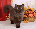 Кошки в Мурином: Британская кошечка окраса шоколад Девочка, 35 000 руб. - фото 5
