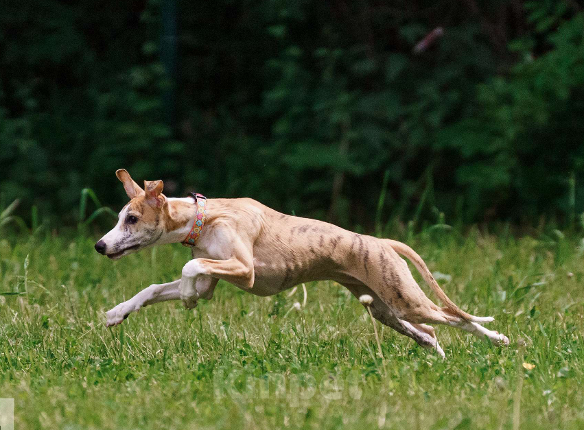 Собаки в Москве: Щенки уиппета Мальчик, Бесплатно - фото 6