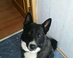Собаки в Оренбурге: Вязка лайки, 1 руб. - фото 2