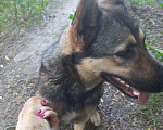 Собаки в Саратове: Собака сучка, 8 руб. - фото 6