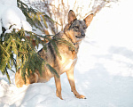 Собаки в Ногинске: Мудрая Рейна, метис овчарки, ждет хозяина Девочка, 10 руб. - фото 4
