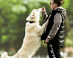 Собаки в Москве: Красивый парень Хавьер в добрые руки Мальчик, 1 руб. - фото 8