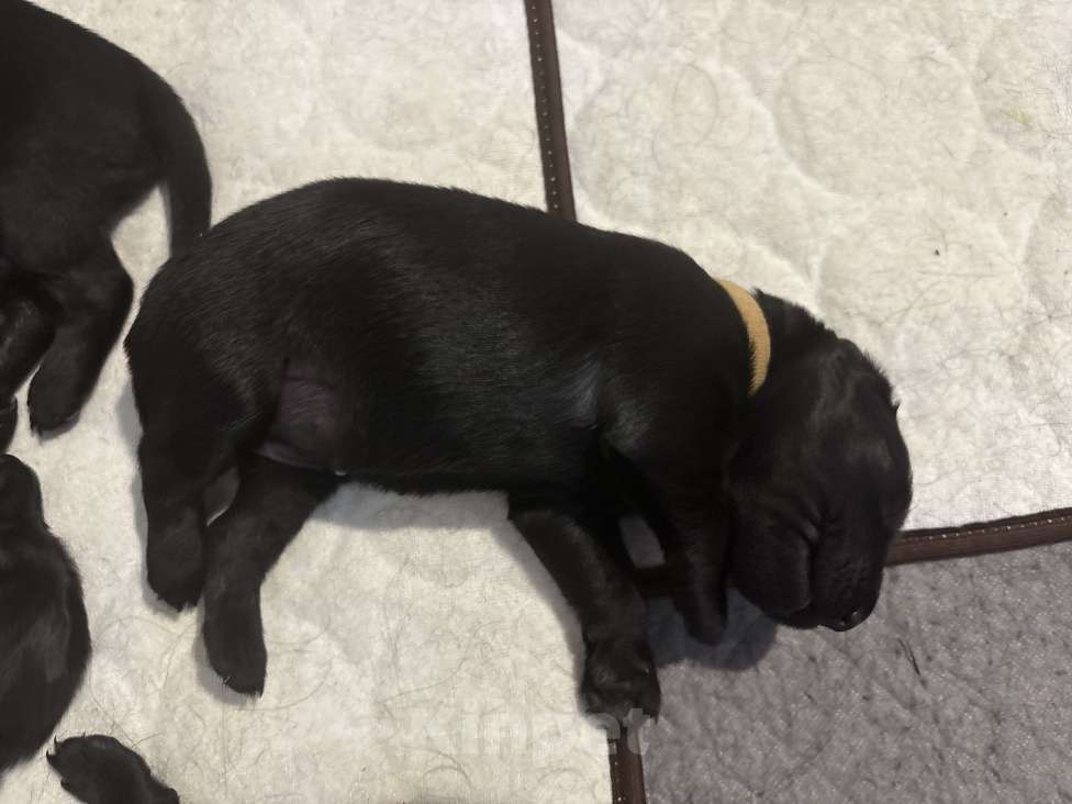 Собаки в Москве: Бронируем щенков прямошерстного ретривера флэт Девочка, 75 000 руб. - фото 4