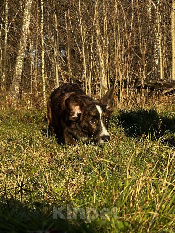 Собаки в других городах Московской области: Малыш Корги Мальчик, 35 000 руб. - фото 3
