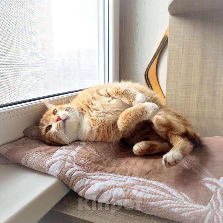 Кошки в Москве: Рыжик Мальчик, 1 руб. - фото 10