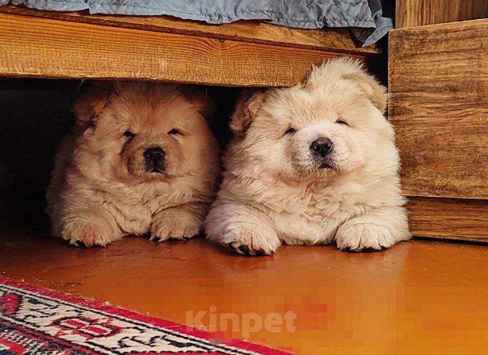 Собаки в Кемерово: Чау-чау девочка Девочка, Бесплатно - фото 3