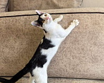 Кошки в Москве: Котёнок Смурфик ищет семью! Мальчик, Бесплатно - фото 2