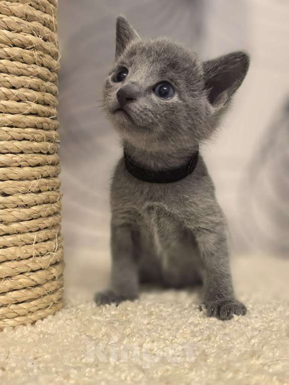 Кошки в Москве: Котята русской голубой Мальчик, 70 000 руб. - фото 4