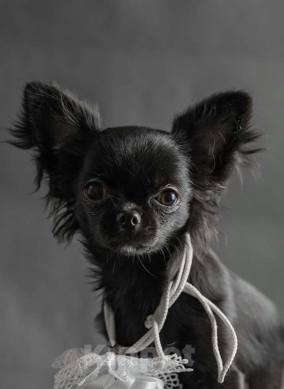 Собаки в Новосибирске: Щенок Чихуахуа  Девочка, 85 000 руб. - фото 2