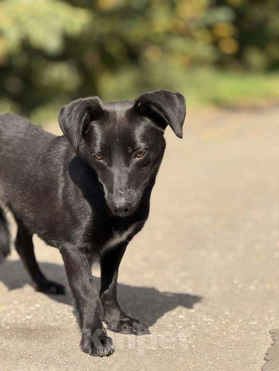 Собаки в Москве: Ирма Девочка, Бесплатно - фото 8