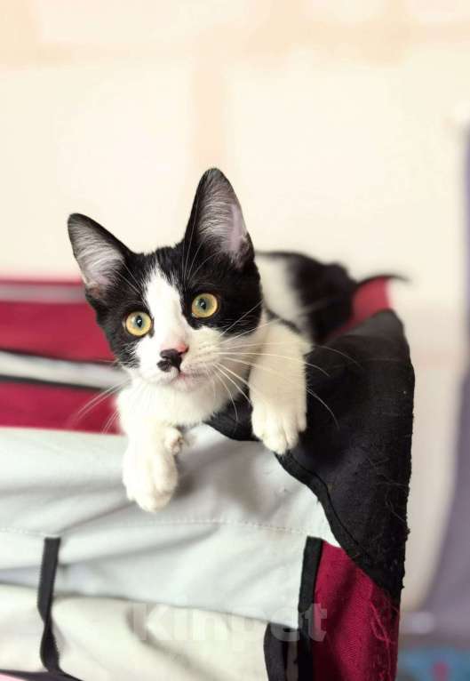 Кошки в других городах Московской области: Коржик Мальчик, Бесплатно - фото 5