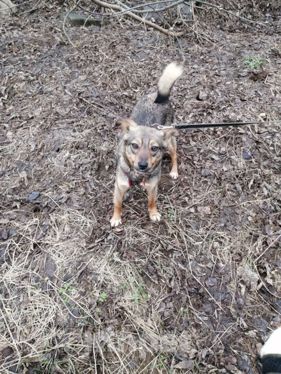 Собаки в Москве: Пеппи Длинныйчулок Девочка, 10 руб. - фото 8