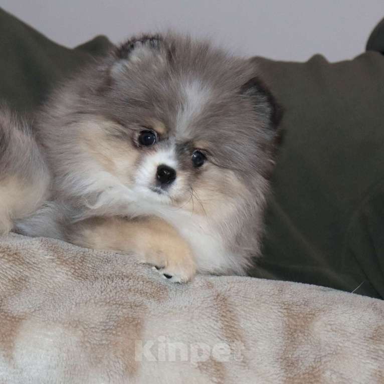 Собаки в Москве: Мраморная ФАНТАСТИЧЕСКАЯ девочка шпица Девочка, 120 000 руб. - фото 5