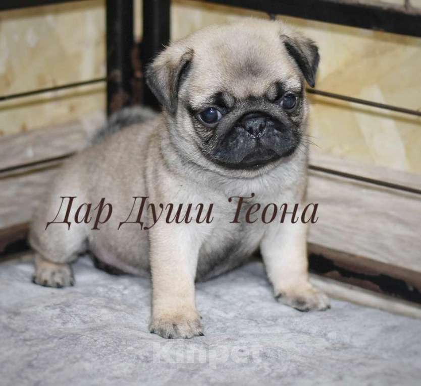 Собаки в Москве: Дар Души Теона Девочка, 50 000 руб. - фото 2