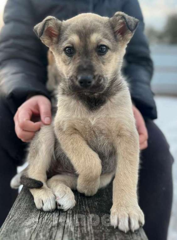Собаки в Красногорске: Два рыжих щенка Девочка, Бесплатно - фото 3
