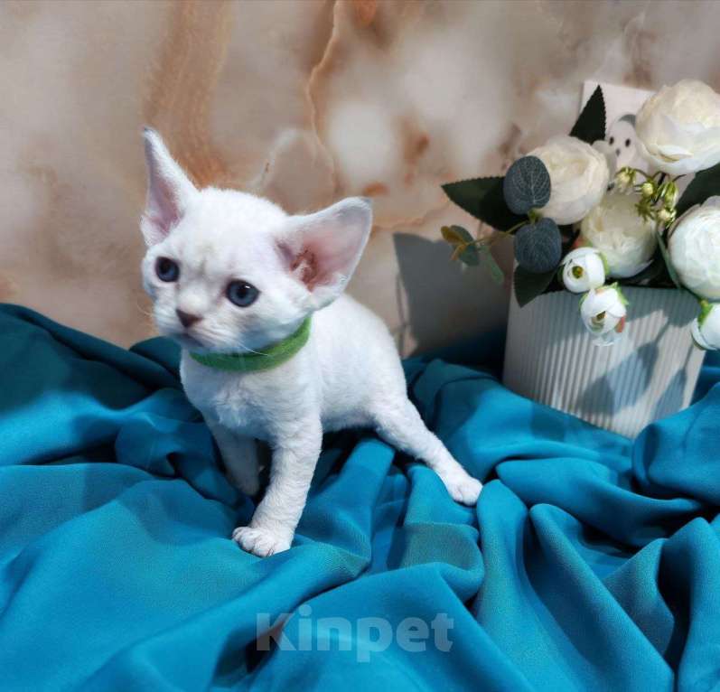 Кошки в Горячем Ключе: Котенок Девон Рекс мальчик с голубыми глазами Мальчик, 60 000 руб. - фото 3