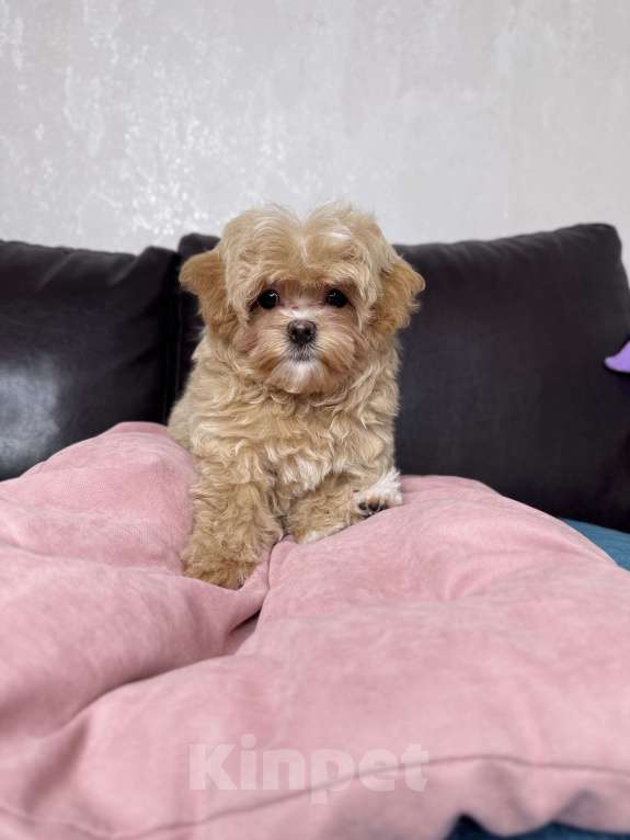 Собаки в Москве: Мальтипу f1 девочка Малинка  Девочка, 230 000 руб. - фото 6