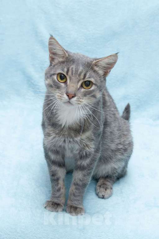 Кошки в Москве: Пушок ждет свою семью!  Мальчик, Бесплатно - фото 4