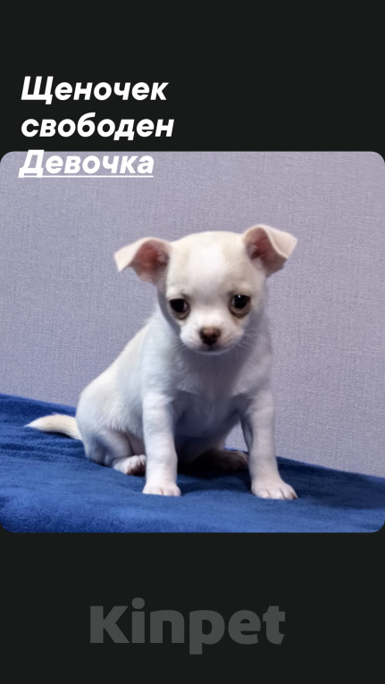 Собаки в Екатеринбурге: Чихуахуа Девочка, 50 000 руб. - фото 1